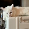 nemu^._.^