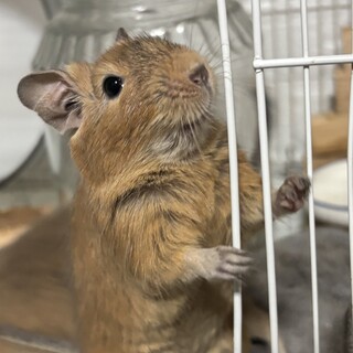 デグー（生後6ヶ月）男の子の里親募集