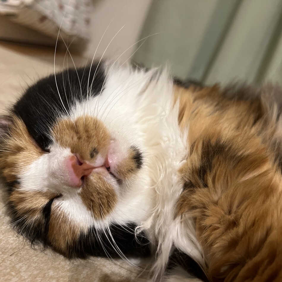 凛のカバー写真