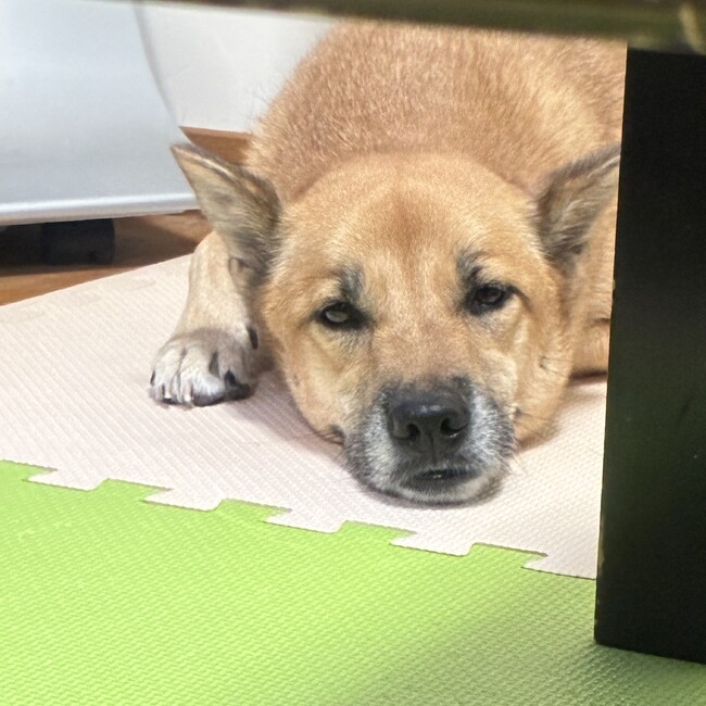 ナッキーニのカバー写真