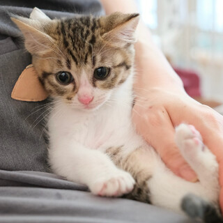 【遠近（をちこち）】きじ白・男の子 