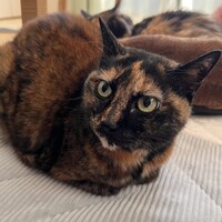 モカ