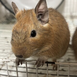 デグー（生後6ヶ月）男の子の里親募集