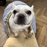 人懐っこいフレンチブルドッグ サムネイル1