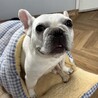 人懐っこいフレンチブルドッグ サムネイル2