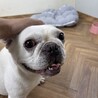 人懐っこいフレンチブルドッグ サムネイル3