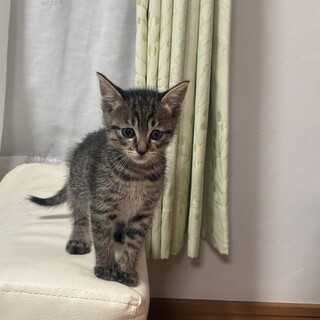 仔猫里親募集