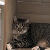 保護なのにムチムチな丸猫❤他猫/犬無関心 サムネイル2
