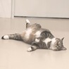 保護なのにムチムチな丸猫❤他猫/犬無関心 サムネイル3