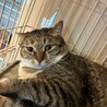 保護なのにムチムチな丸猫❤他猫/犬無関心 サムネイル4