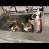 保護なのにムチムチな丸猫❤他猫/犬無関心 サムネイル5