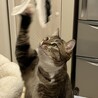 保護なのにムチムチな丸猫❤他猫/犬無関心 サムネイル7
