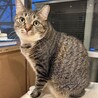 保護なのにムチムチな丸猫❤他猫/犬無関心 サムネイル6