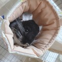 ブラックベルベットのチンチラちゃん