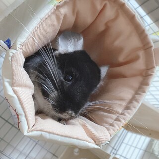 ブラックベルベットのチンチラちゃん