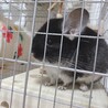 ブラックベルベットのチンチラちゃん サムネイル2