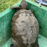 アカミミガメ里親募集！ サムネイル3