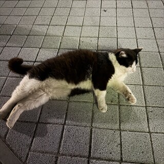子猫