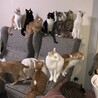 猫澤家