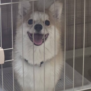 家庭事情により、飼育が難しくなりました。