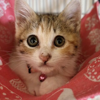会いに来てI needs You♥子猫のチャンミー