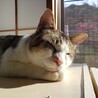 ねこのみかん
