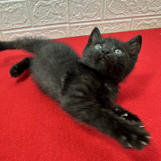 黒猫生後2か月！めちゃくちゃクールに甘える❤ミント