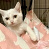 遊びが大好きで真っ白なあやめちゃん サムネイル3