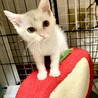 遊びが大好きで真っ白なあやめちゃん サムネイル4