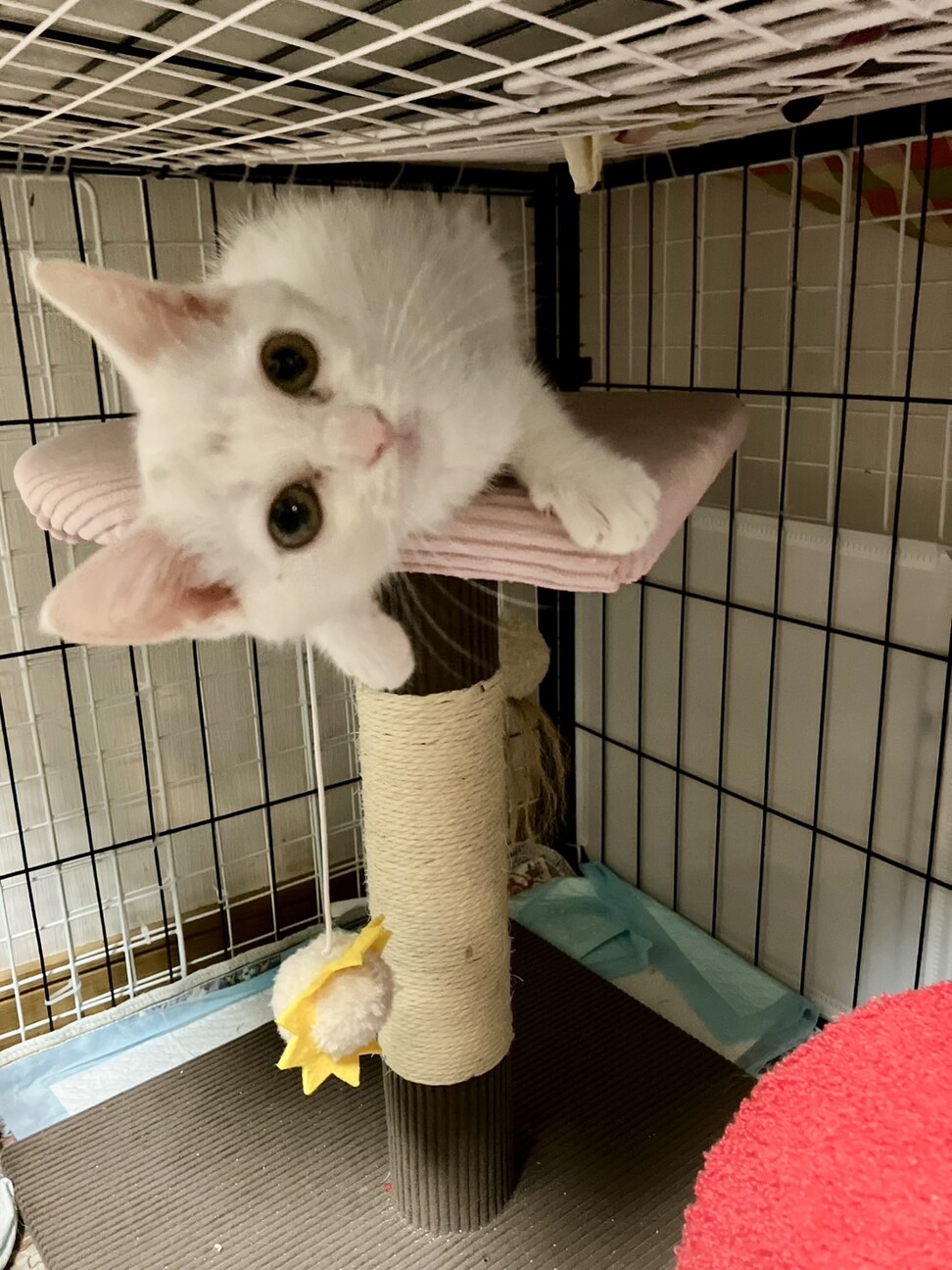 遊びが大好きで真っ白なあやめちゃん サムネイル5