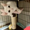 遊びが大好きで真っ白なあやめちゃん サムネイル5