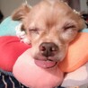 お休み中はいつも舌を出しますよ笑　自分はアインシュタインさんみたいだと思ってます笑