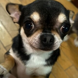 可愛いチワワ女の子⭐︎4歳