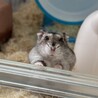 ティエタ