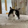 ゴージャス長毛　賢いごろう君 サムネイル2