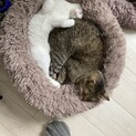 9ヶ月の美人3姉妹