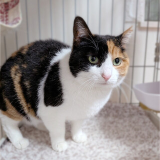 ぽっちゃり❤️ハチワレ三毛の和花ちゃん