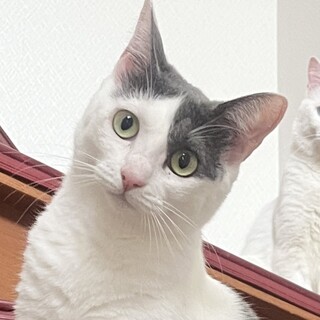 【6/21赤羽橋】猫大好き！緊張しいな繊細美猫さん