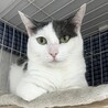 【7/12三田】猫大好き！緊張しいな繊細美猫さん サムネイル2