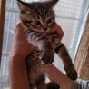 キジトラのちょこちゃんです サムネイル2