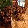 キジトラのちょこちゃんです サムネイル3