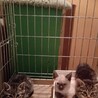 キジトラのちょこちゃんです サムネイル4
