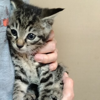 キジトラのここあです