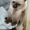 シャム風のみるくです サムネイル2