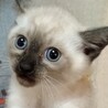 シャム風のみるくです サムネイル3