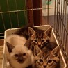 シャム風のみるくです サムネイル4