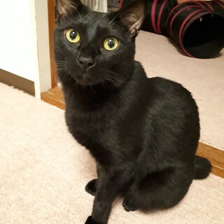 とても賢く人なつっこい子です