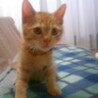 KotaBonKoju