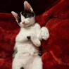 人馴れ抜群！好奇心旺盛です★とろんくん サムネイル4