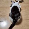 人馴れ抜群！好奇心旺盛です★とろんくん サムネイル6